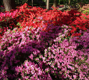 Hauptblüte im Rhododendronpark Bremen