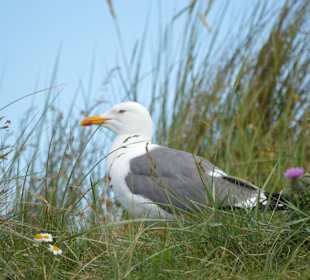 Schutzgebiet Brutmöve