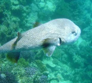 Begegnung am Hausriff