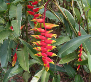Botanischer Garten Kandy