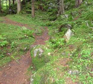 Природа вокруг