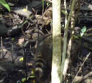 Waschbär, vorsicht die kratzen!
