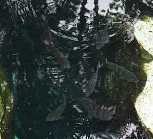 Cenote