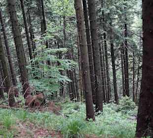 Karkonoski Park Narodowy
