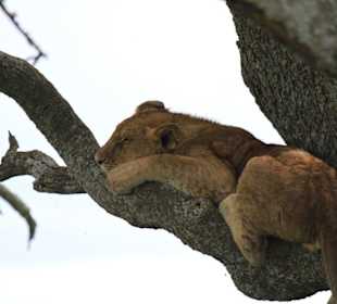 Lions on a tree