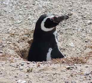 neugieriger Magellan-Pinguin