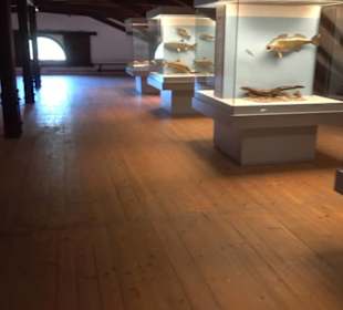 Natur- und Jagdmuseum