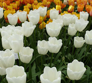 Welche Tulpe ist schöner