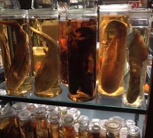 Museum der Naturkunde