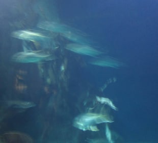 Aquarium / Oceanongrafic