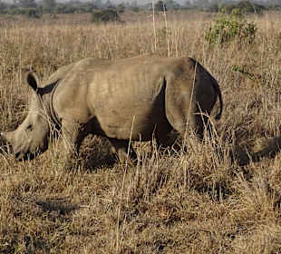 Nashörner im Nairobi National Park