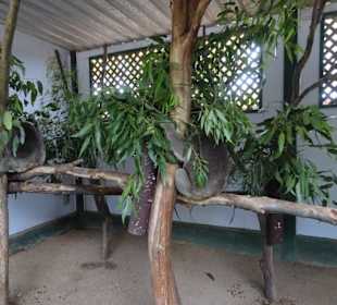 Stadtrundgang Sydney