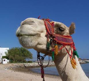 Dromedar am Strand