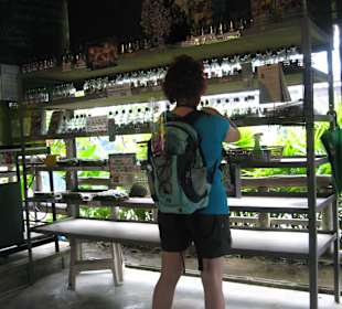 Das Regal mit Orchideenbabys in Flaschen