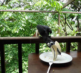 Kuala Lumpur Vogelpark