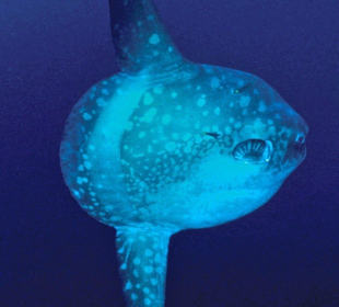 The incredible Mola-Mola!