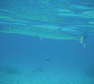 Auf Du und Du mit dem Hornhecht