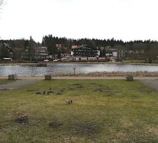 Der Kuttelbacher Teich