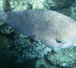 Igelfisch am Hausriff Hotel Sol Y Mar Dar El Medina