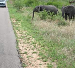 Elefanten am Strassenrand