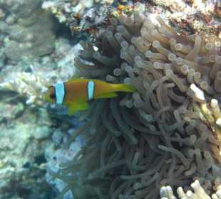 Nemo am Hausriff um 6 Uhr morgens