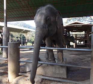 Elefantencamp Chiang Mai