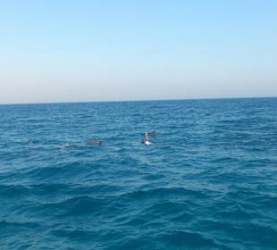 Sieht das nach Jagen aus?