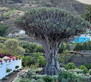 Wandern Puerto de la Cruz