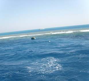 Ausschau nach Delphinen