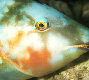 Schnorcheln Makadi Bay-Schnorchelausflug 