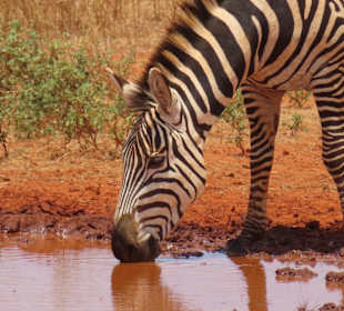 Entdeckt im Tsavo Ost