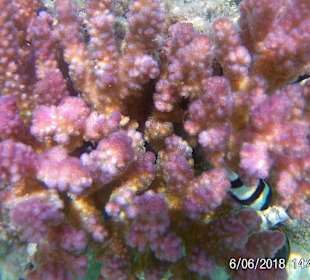 Schnorcheln Marsa Alam