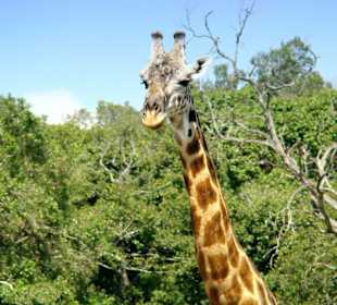 Die Giraffe begrüßt uns freundlich