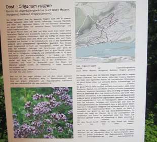 Impressionen Kräuterweg in Assmannshausen