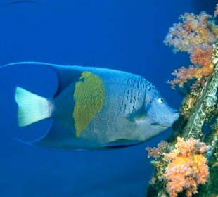 Schnorcheltour in Hurghada-Tauchen und Schnorcheln