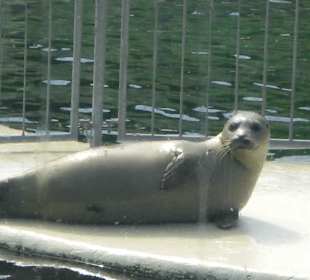 Seehundstation Norddeich