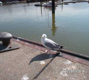 Wartet aufs Füttern