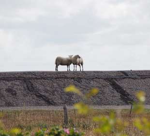 Wandern Norddorf auf Amrum