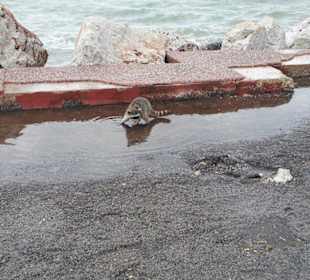 Waschbär amm Pier