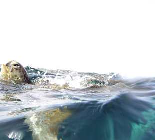 Mit ihnen schwimmen, so was muß man erlebt haben 