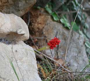 Okolice Blace, dolina Neretwy