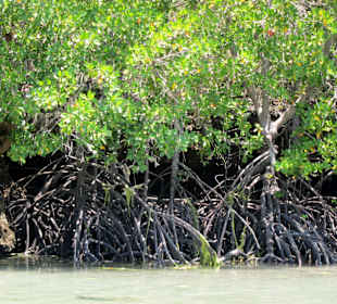 Mangroven