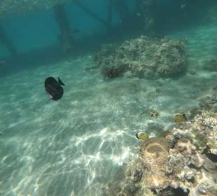 Schnorcheln Hurghada