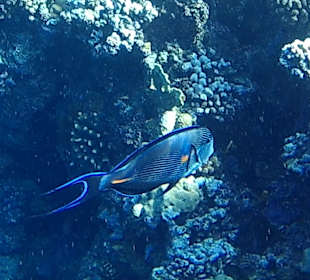 Schnorcheln Marsa Alam