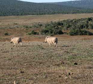 Addo Elephant Park