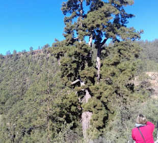 Teide Nationalpark in Las Canadas del Teide