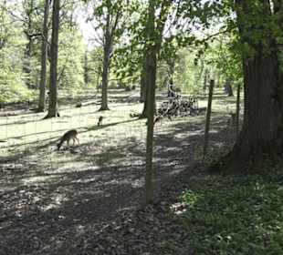Wanderweg Hochgehwachsen