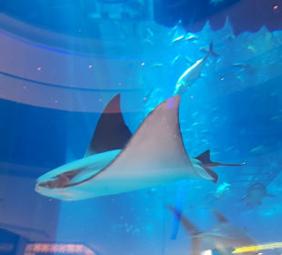 Aquarium Dubai