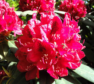 Spaziergang durch den Rhododendronpark im Mai