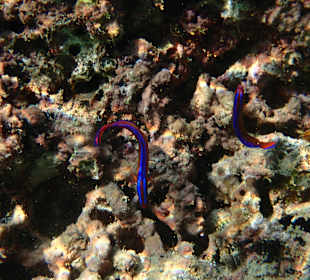 Unterwasserwelt Musandam